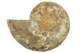 Jurassic Cut & Polished Ammonite Fossil (Half) - Madagascar #223258-1